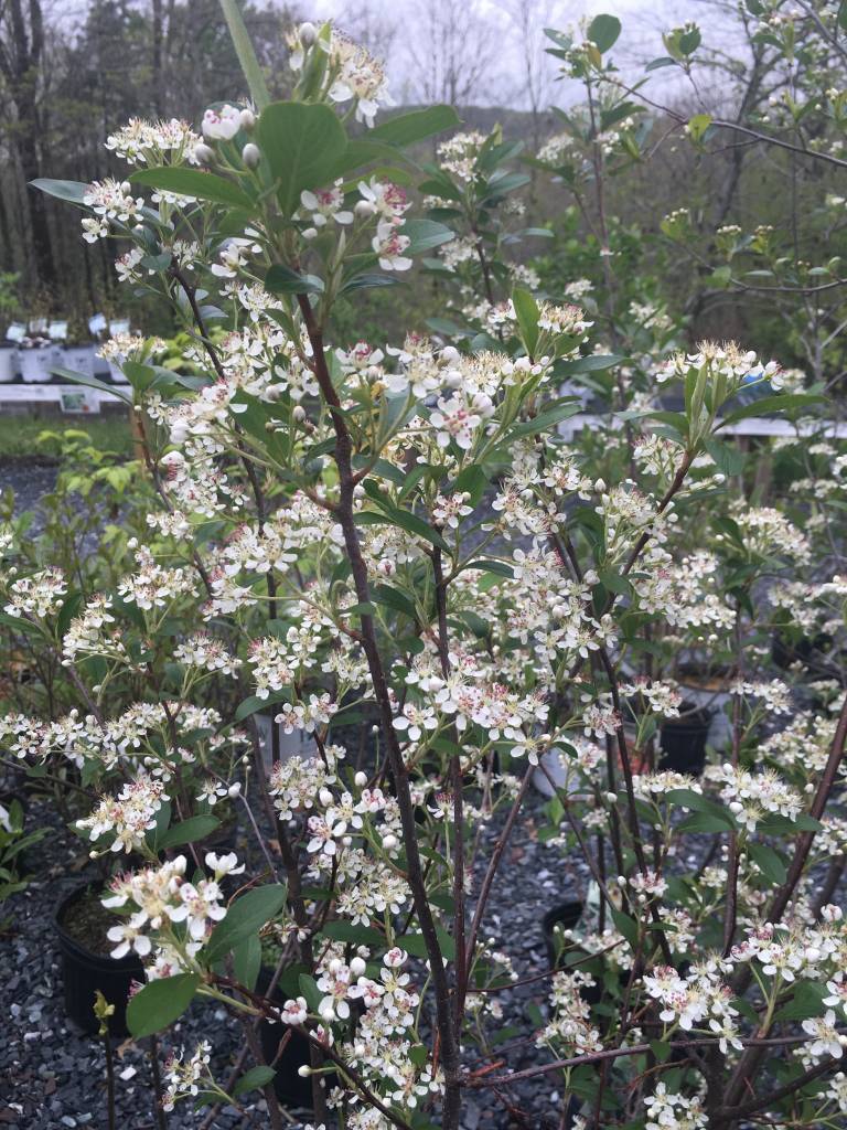 aronia-arb-brilliantissima-red