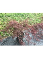 Acer palm. di. Tamukeyama Maple - Japanese Threadleaf, Tamyukeyama, #5