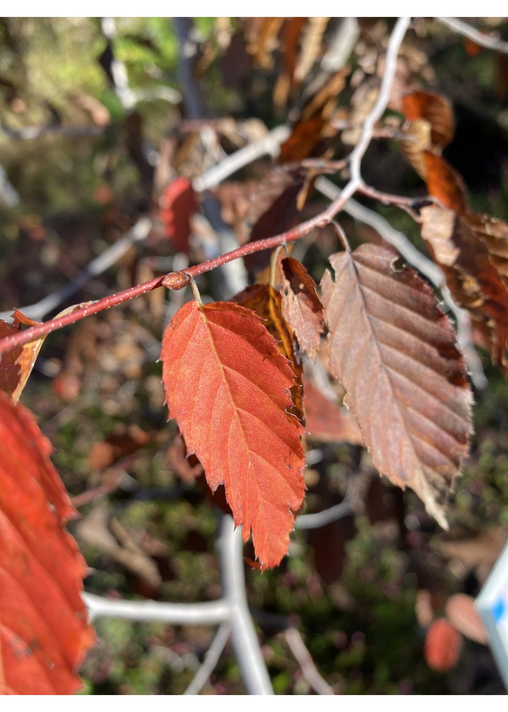 Carpinus caroliniana Hornbeam - American/ Blue Beech, #3