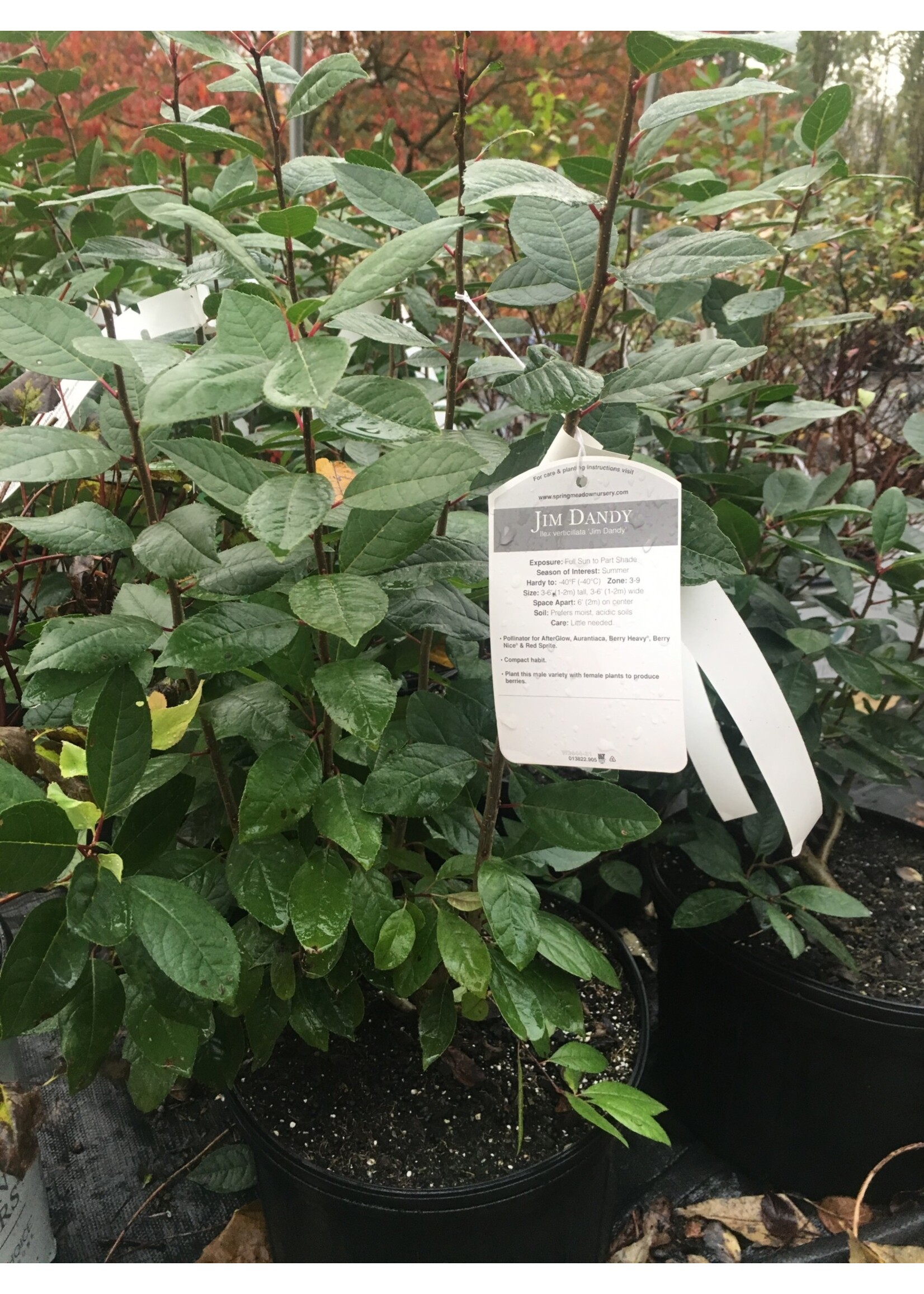 Ilex vert. Jim Dandy Holly - Winterberry, Jim Dandy Pollinator, #3