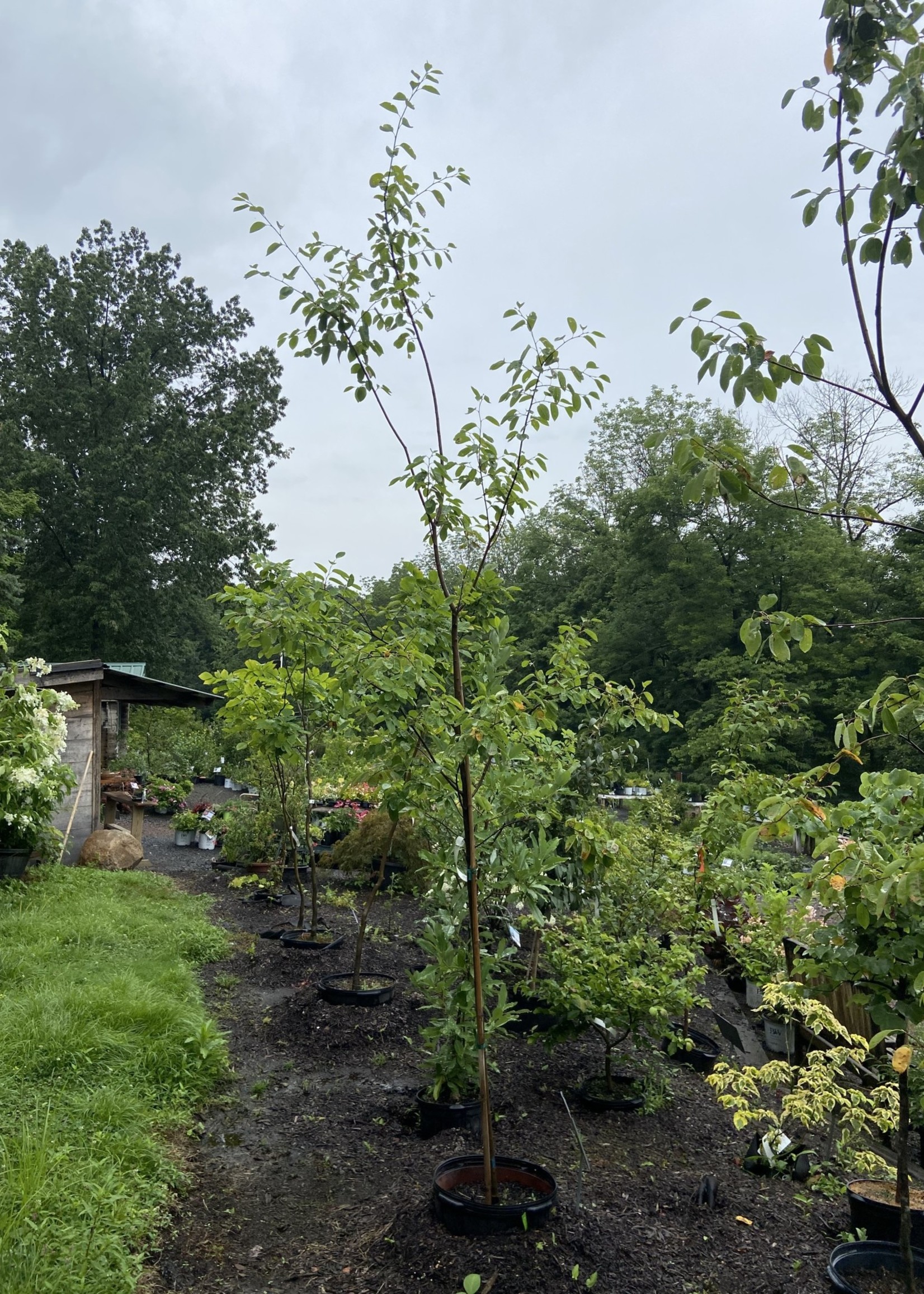 Amelanchier x gran. Autumn Bri. Serviceberry - Apple, Autumn Brilliance