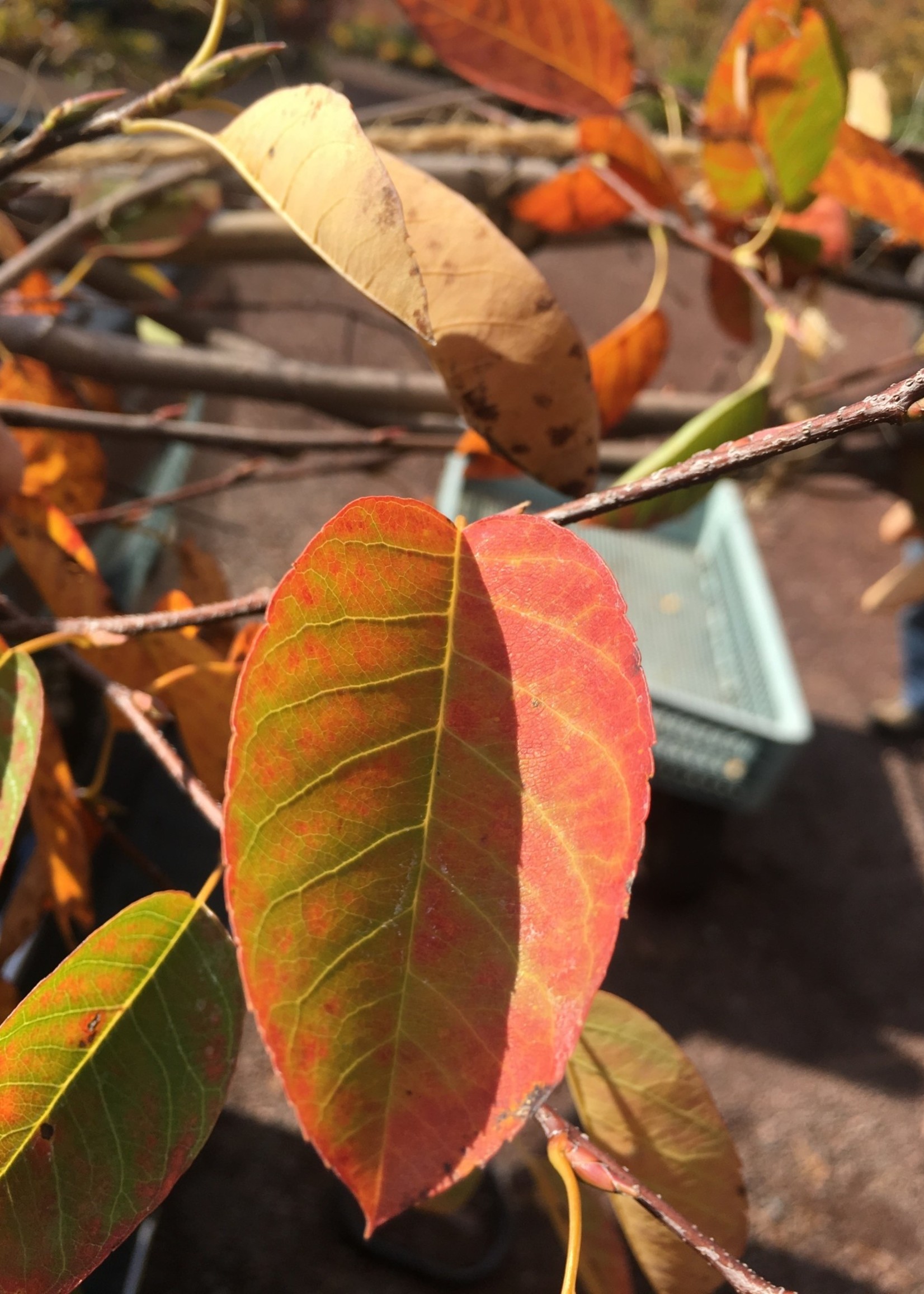 Spring Bloom Amelanchier x gran. Autumn Bri. Serviceberry - Apple, Autumn Brilliance, #15 Single stem