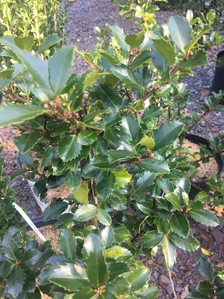 Ilex x meser. Blue Prince Holly Blue Blue Prince Pollinator 3