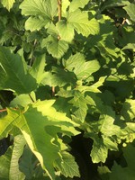 Viburnum trilobum Wentwoth Viburnum - American Cranberry Bush, Wentworth, #3