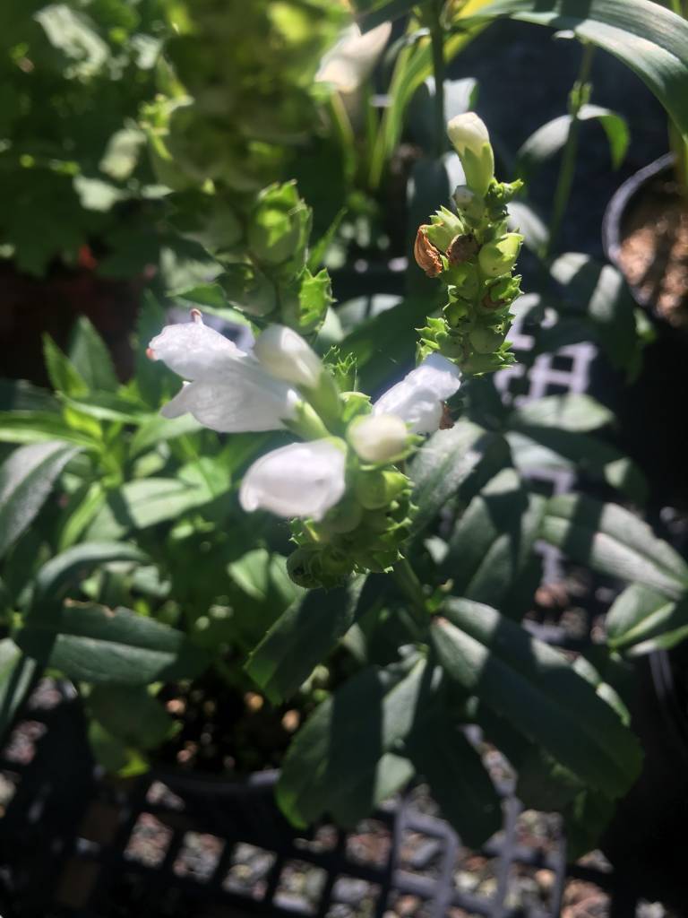 Physostegia Vir Miss Manners Obedient Plant Miss Manners 1 Behmerwald Nursery