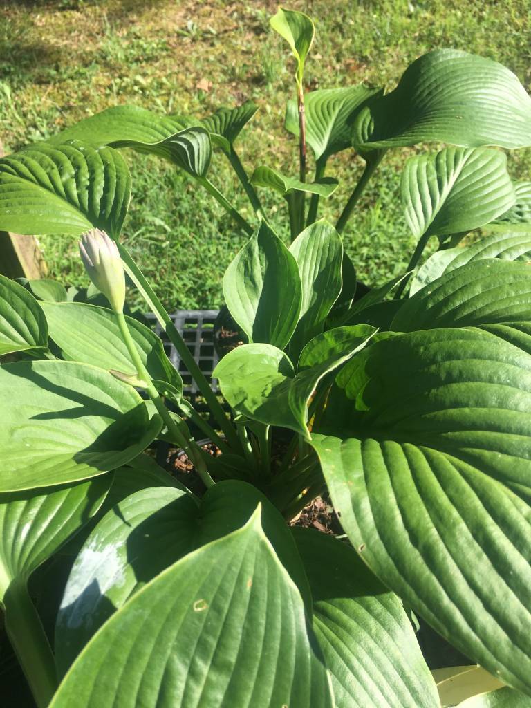 Hosta sie Elegans Blue Giant Plantain Lily Elegans 1 