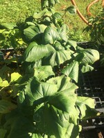 Packera/Senecio aurea, Golden groundsel, #1 container