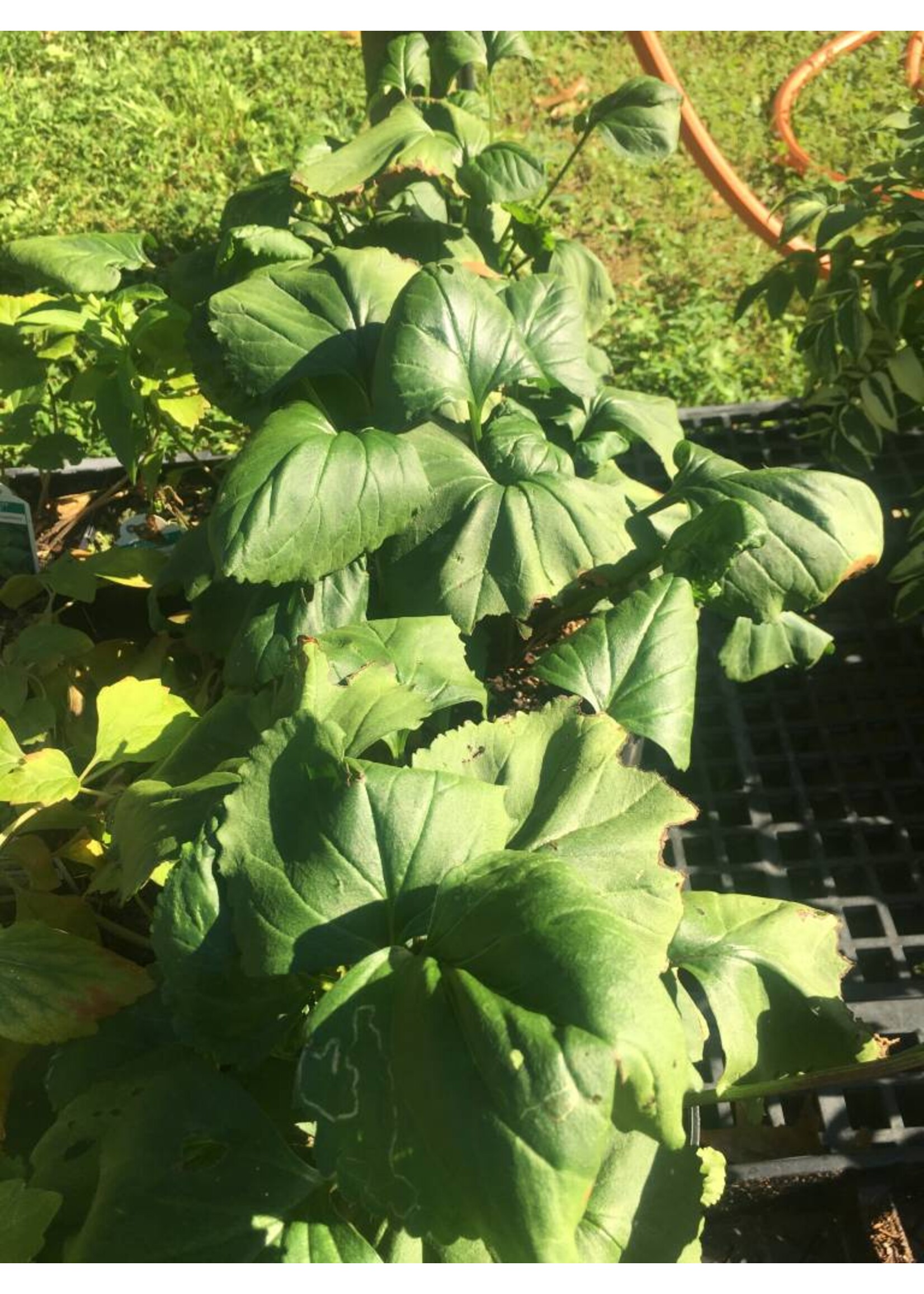 Packera/Senecio aurea, Golden groundsel, #1