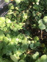 Sedum ter. Larinem Park Stonecrop, Larinem Park, #1 container