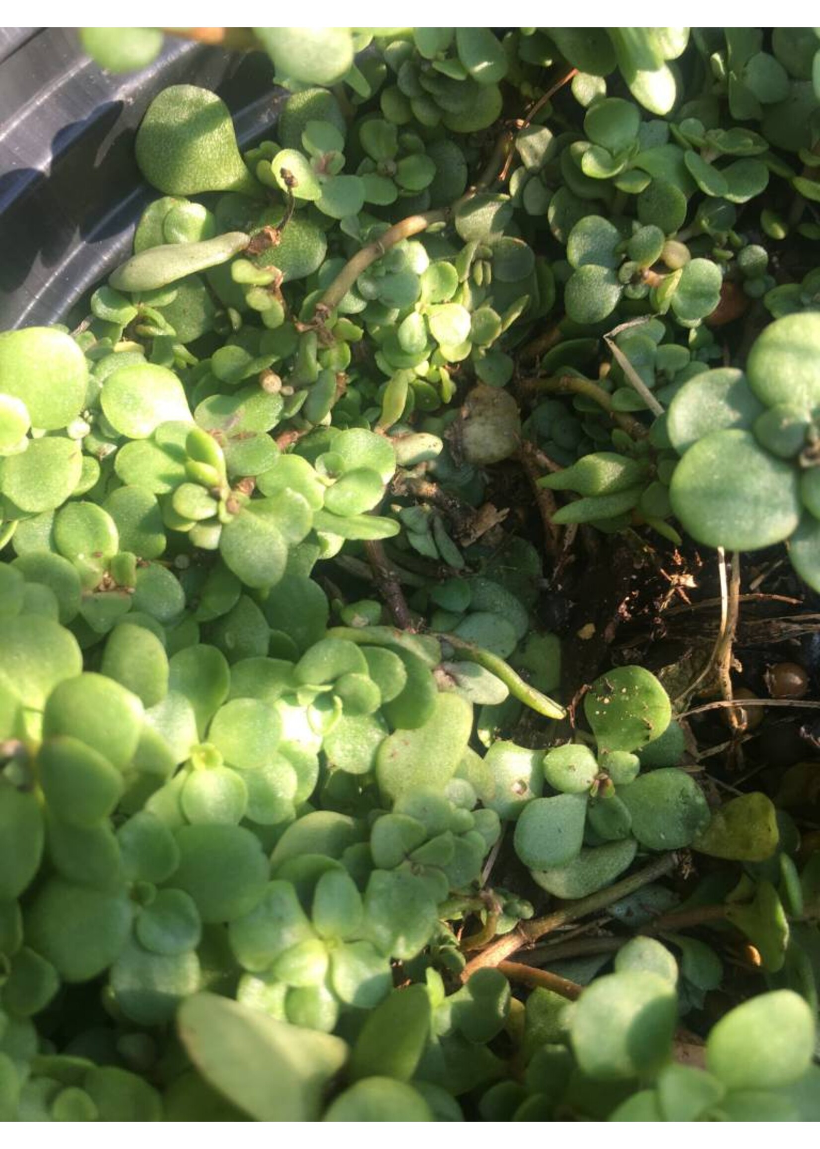 Sedum ter. Larinem Park Stonecrop, Larinem Park, #1 container