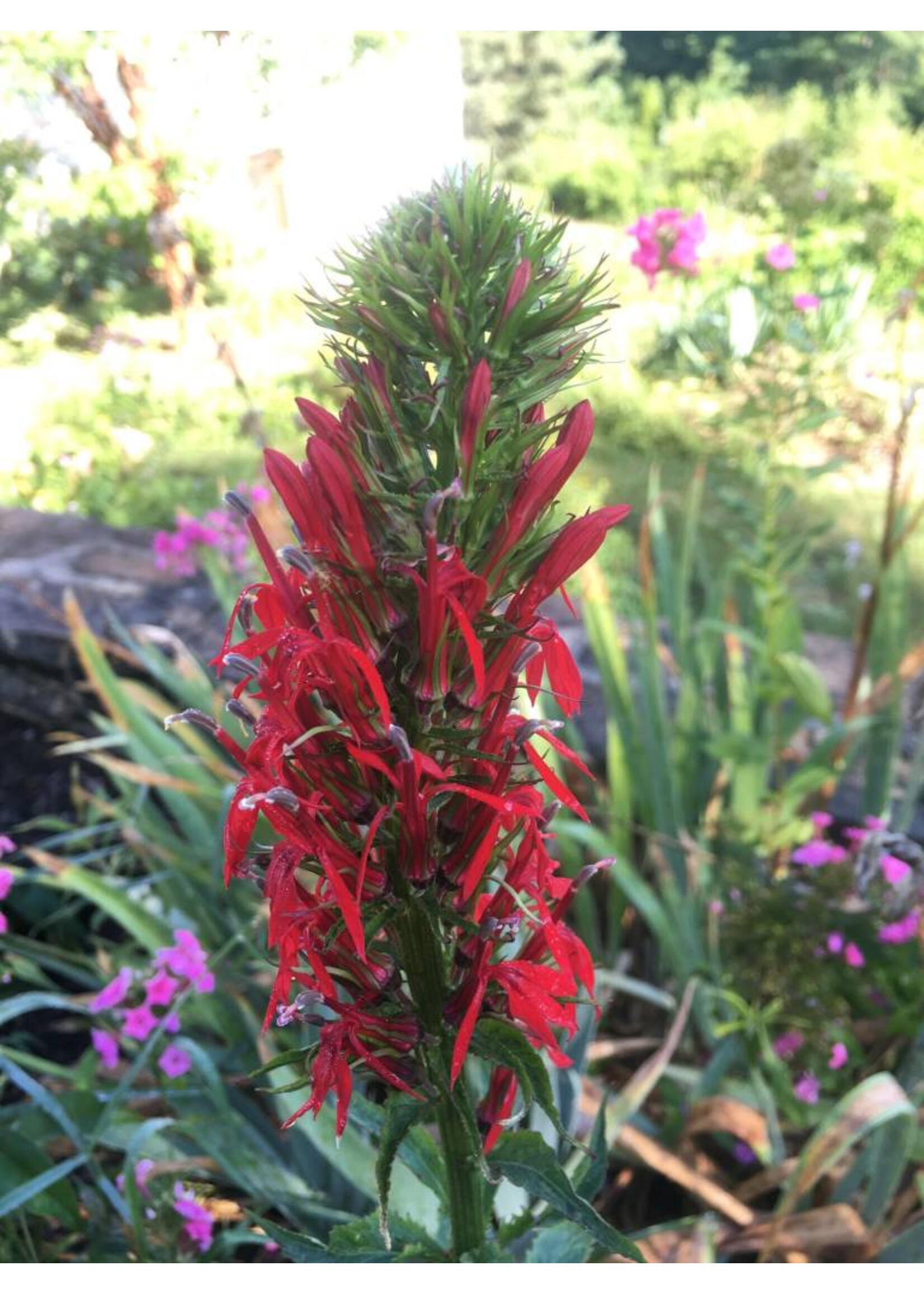 Lobelia cardinalis Cardinal Flower #1