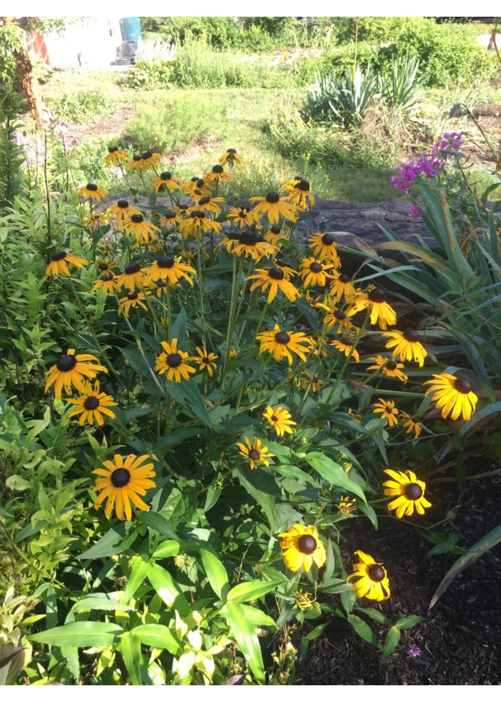 2024 Plant Olympics! Rudbeckia ful. Goldsturm Black-Eyed Susan, Goldsturm, #1