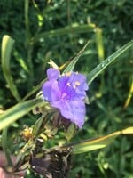 Tradescantia virginiana Spiderwort, #1