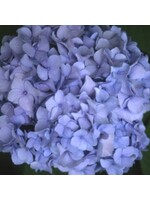 Hydrangea mac. All SummerBeauty Hydrangea - Mophead, All Summer Beauty, #3