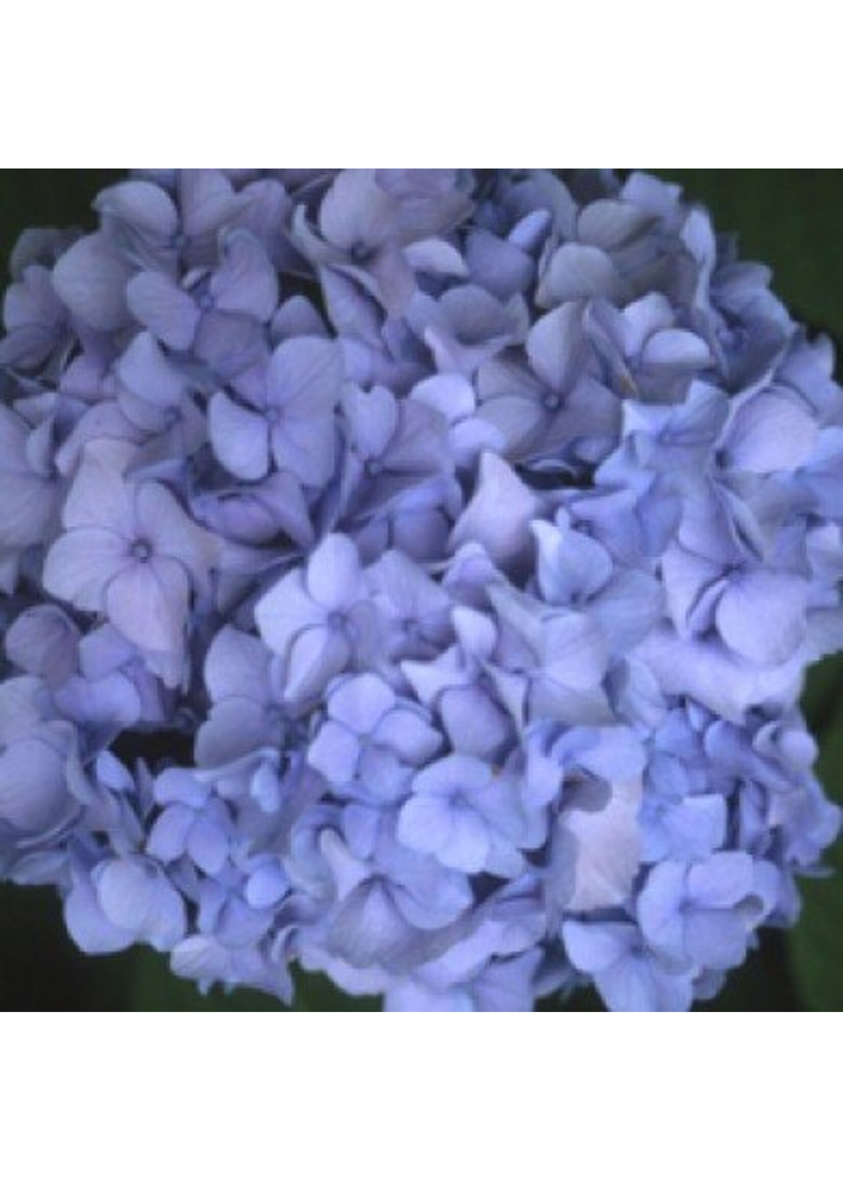 Hydrangea mac. All SummerBeauty Hydrangea - Mophead, All Summer Beauty, #3