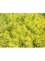 Sedum reflexum Angelina Stonecrop, Angelina, qt