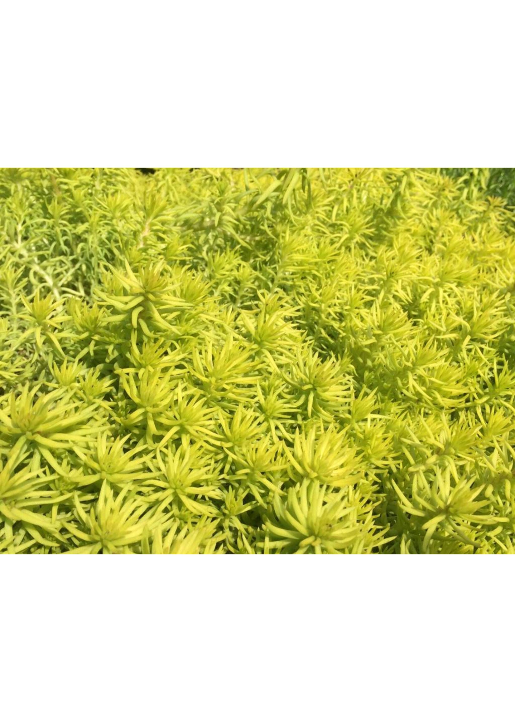 Sedum reflexum Angelina Stonecrop, Angelina, qt
