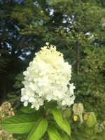 Hydrangea panic. ILVOBO Hydrangea - Hardy, Bobo, #3