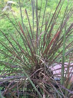 Andropogon gerardii Red October Grass - Ornamental Big Bluestem, #1