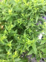 Aster novi-belgii 'Woods Blue, Aster, New York,