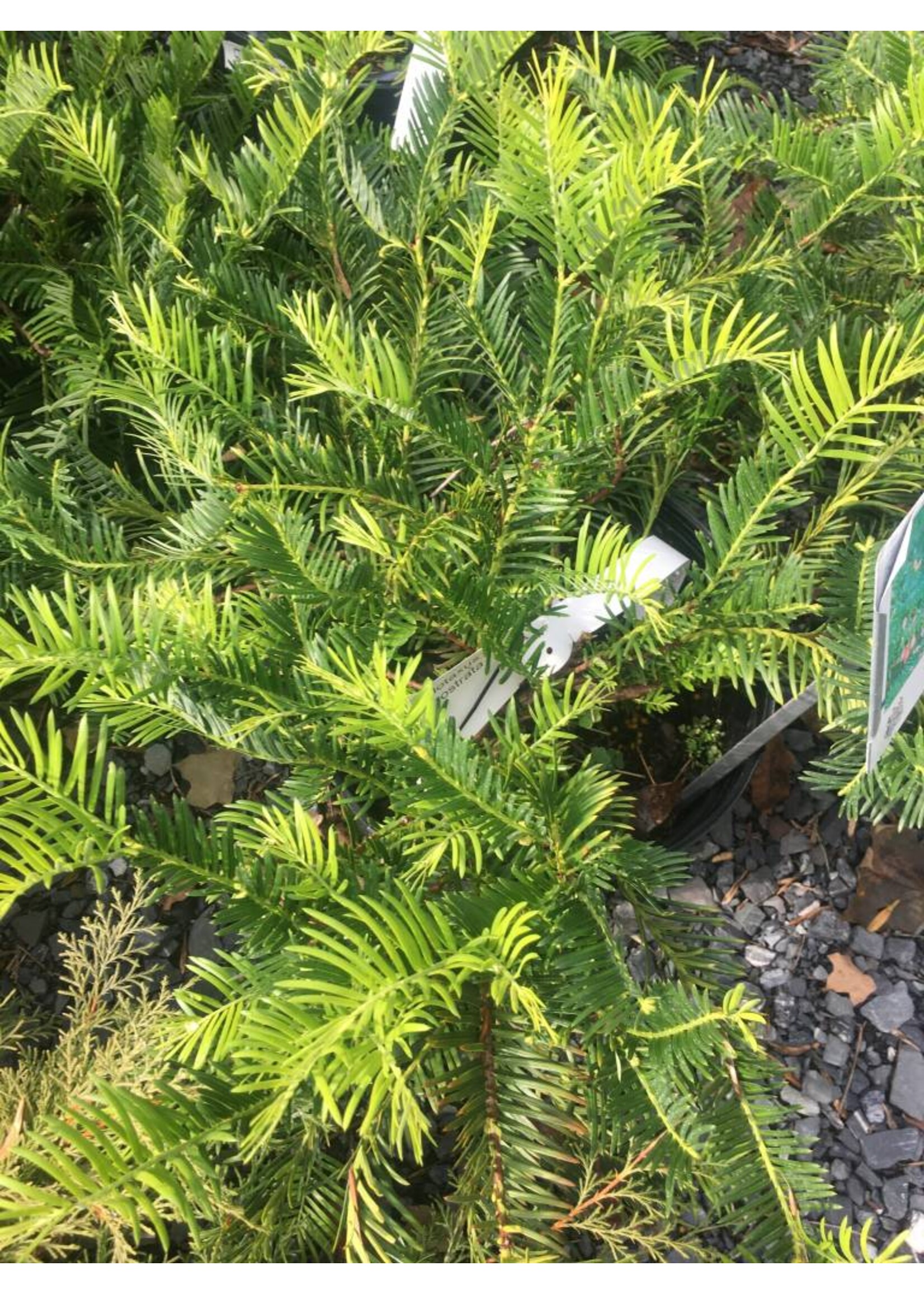Cephalotaxus har. Prostrata Japanese Plum Yew, Prostrata, #3