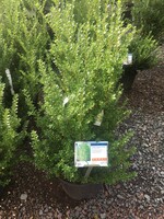 Ilex crenata Steeds Holly - Japanese, Steeds, #5