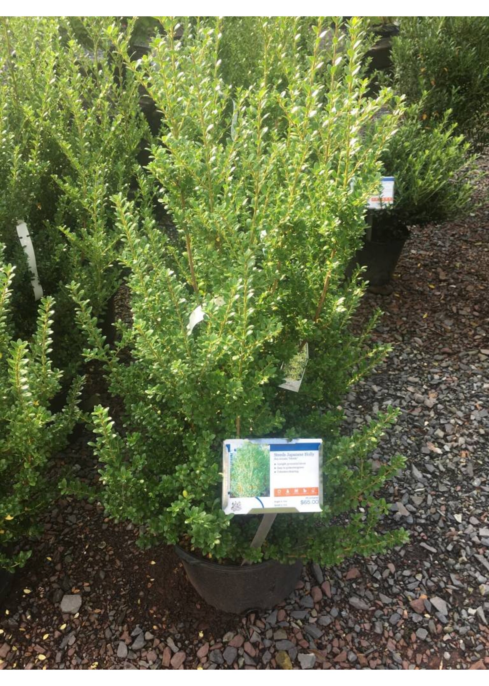 Ilex crenata Steeds Holly - Japanese, Steeds, #5