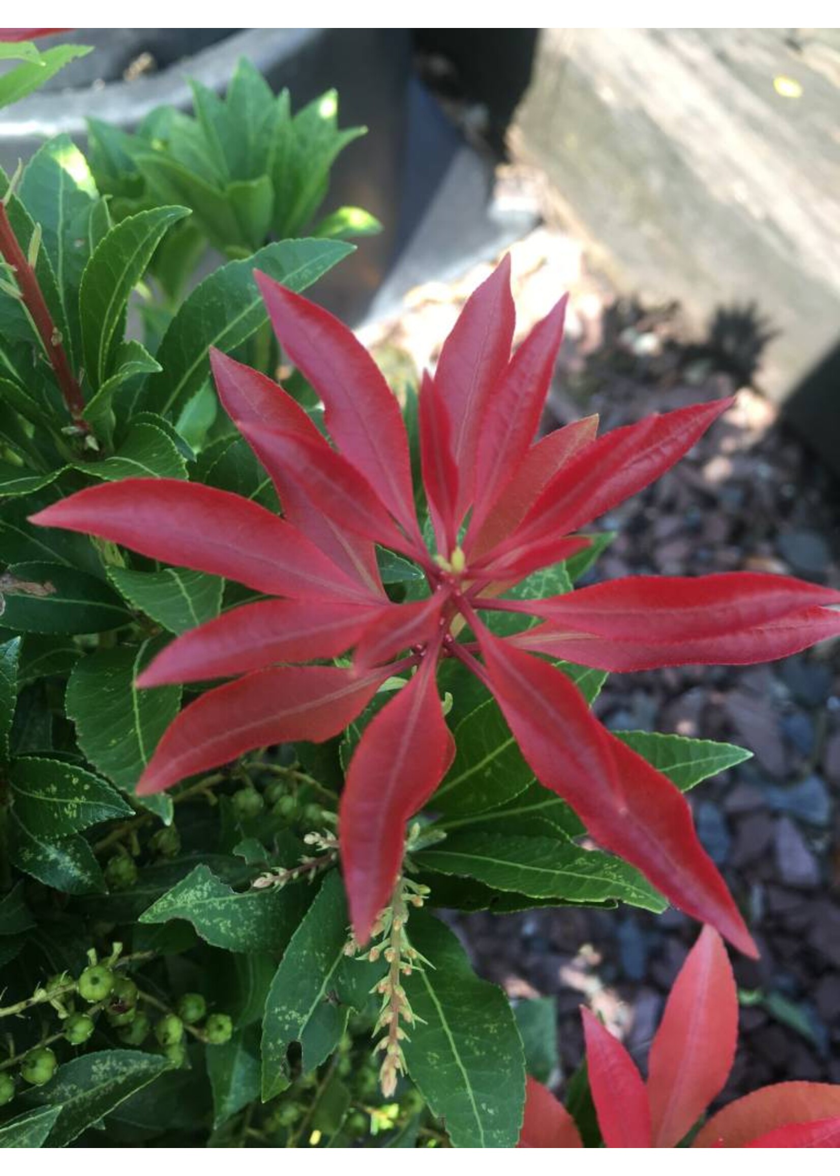 Pieris jap. Mountain Fire Andromeda, Mountain Fire, #3