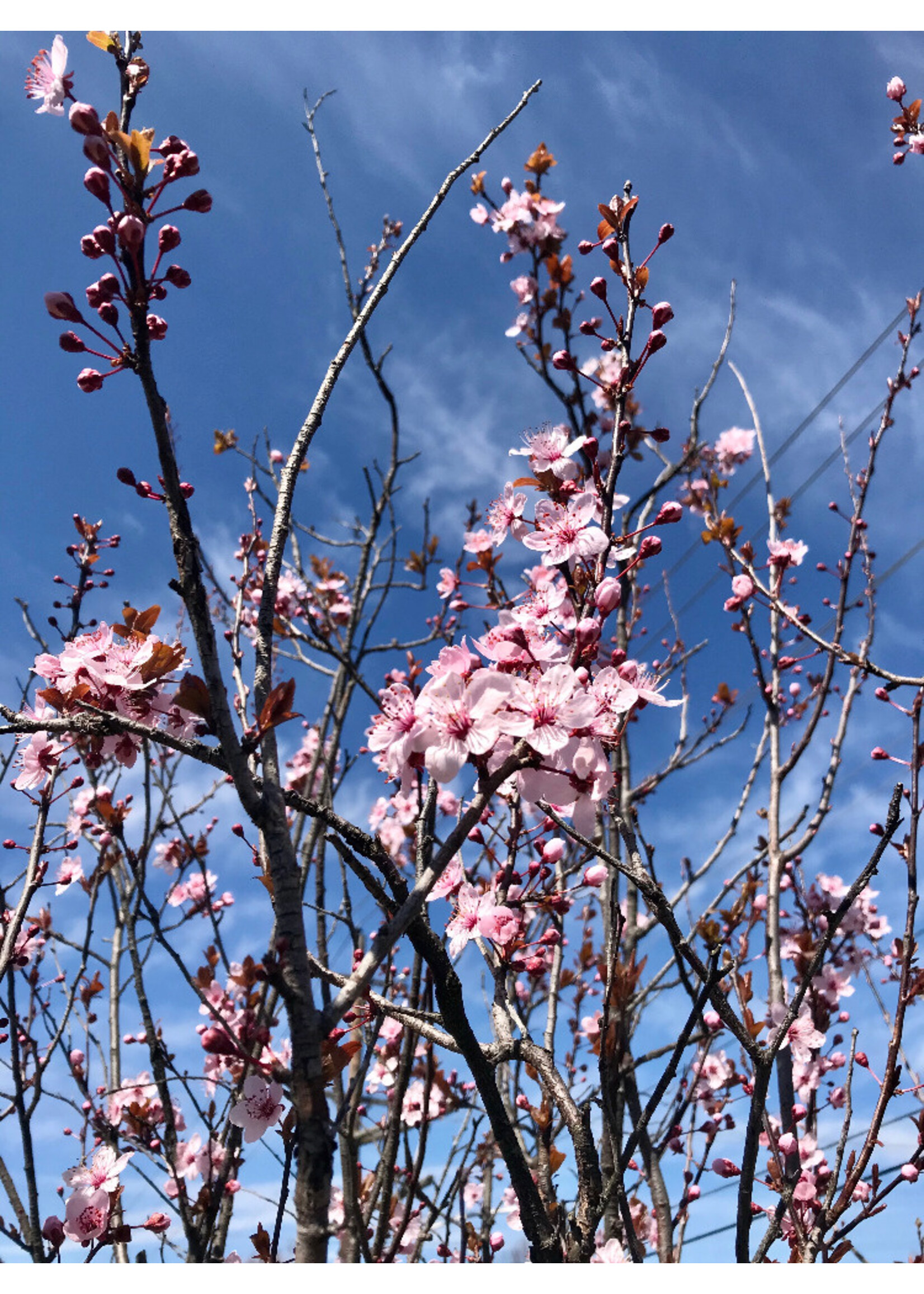Spring Bloom Prunus cerasi. Thundercloud Plum - Purple-leaf, Thundercloud,  #15