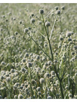 Eryngium yuccafolium, Rattlesnake Master #1 container