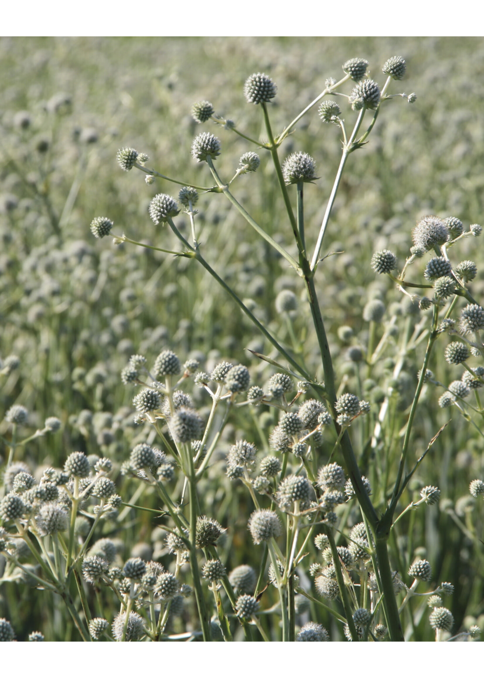 Eryngium yuccafolium, Rattlesnake Master, #1