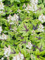 Tiarella Elizabath Oliver Foamflower, Elizabeth Oliver, #1