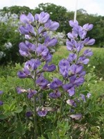 Baptisia australis minor, Dwarf False Indigo, #1