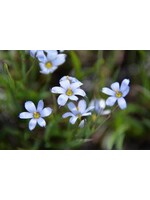 sisyrinchium ang. Lucerne- Ornamental Blue Eyed Grass #1