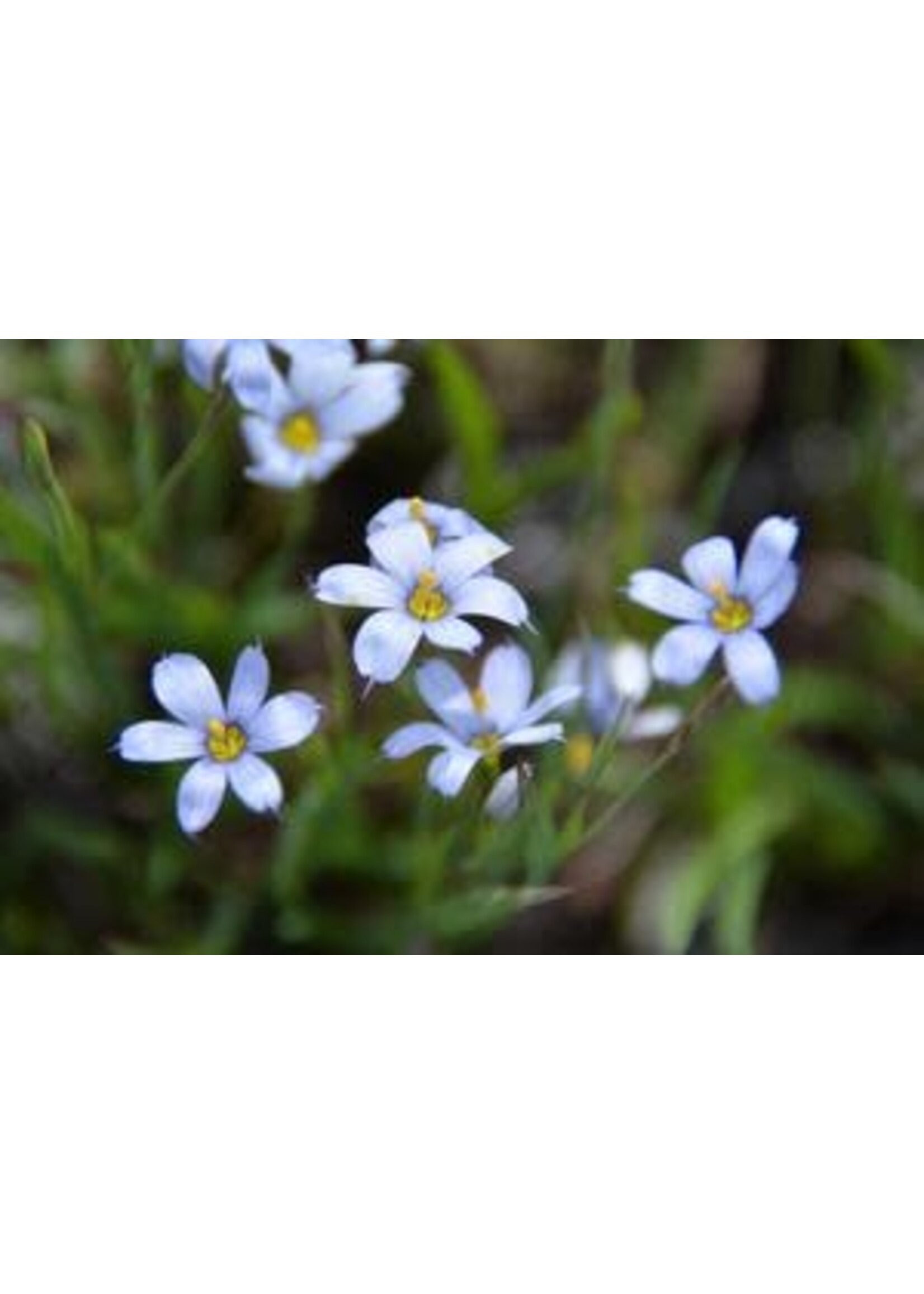 sisyrinchium ang. Lucerne- Ornamental Blue Eyed Grass #1