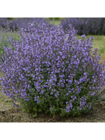 Nepeta Kitten Around, Catmint #1
