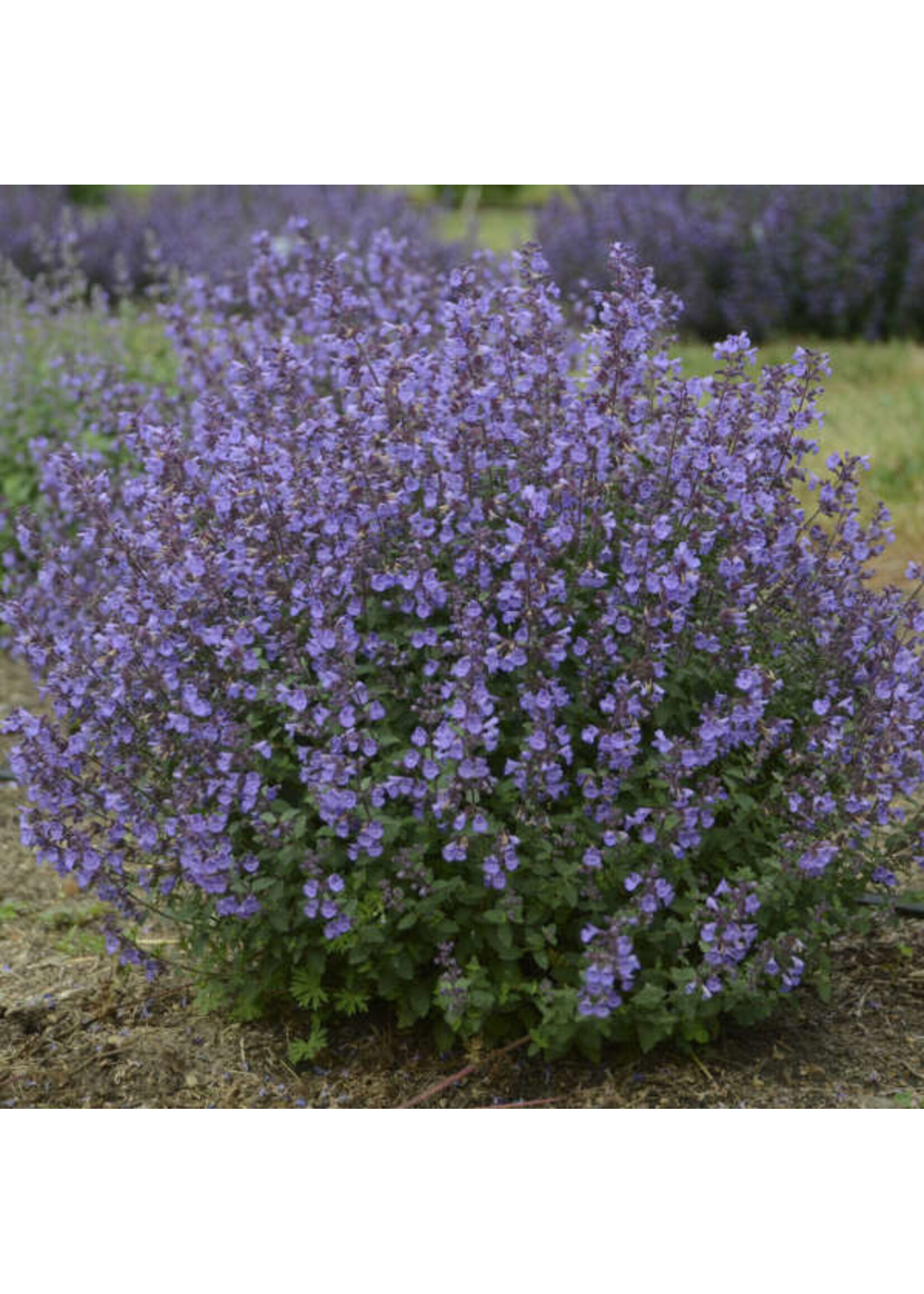 Nepeta Kitten Around, Catmint #1