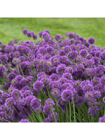 Allium Lavender Bubbles, Ornamental onoin #1