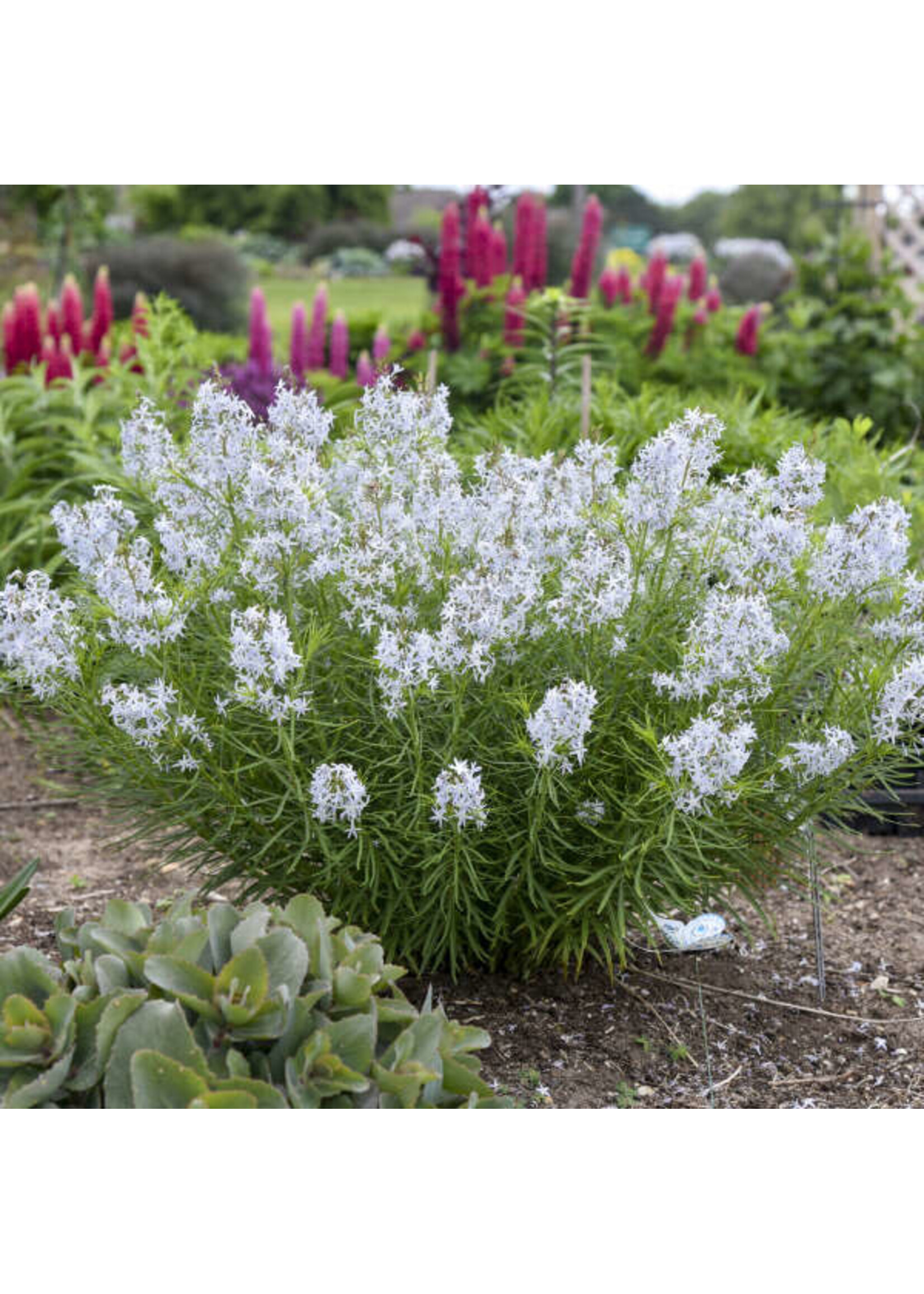 Amsonia x String Theory, Blue Star #1