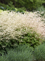 Aruncus x Chantilly Lace, Goatsbeard, Dwarf, #1