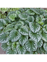 Brunnera macrophylla Emerald Mist, Heartleaf, #1