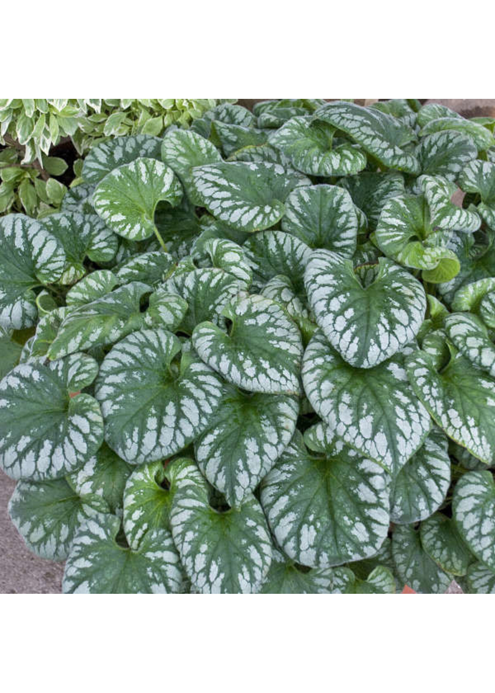 Brunnera macrophylla Emerald Mist, Heartleaf, #1
