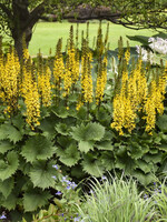 Ligularia steno. Bottle Rocket, Leopard Plant  #1