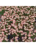 Coreopsis vert. Permathread Shades of Rose, Coreopsis #1