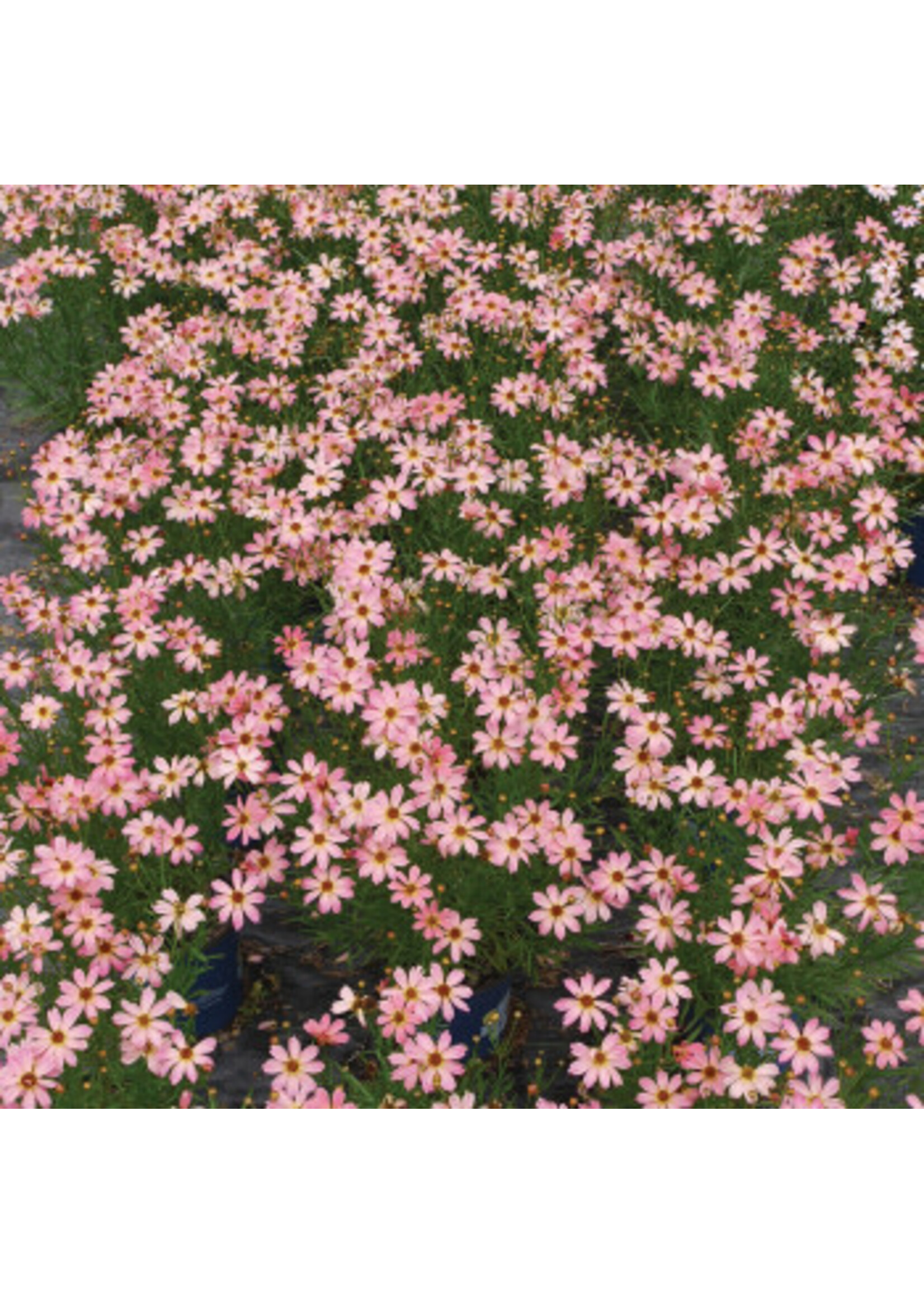 Coreopsis vert. Permathread Shades of Rose, Coreopsis #1