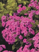 Phlox pan. Flame Pink Phlox - Garden Phlox, #1