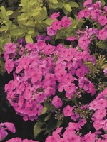 Phlox paniculata Flame Pink, Garden Phlox, #1