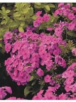 Hummingbird Favorites Phlox paniculata Flame Pink, Garden Phlox, #1