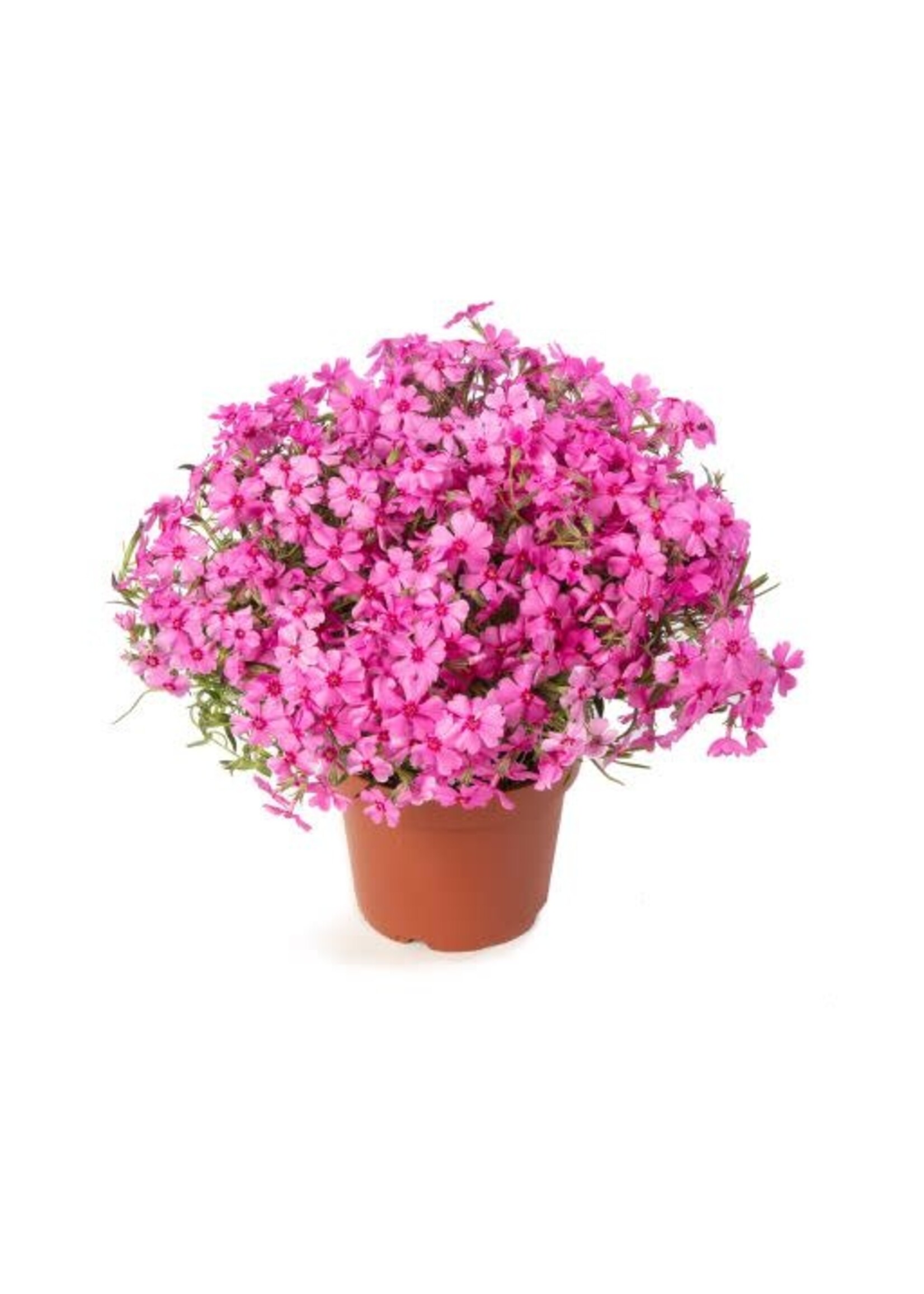 Phlox sub. Goldiphlox cherry, pink Phlox - Creeping,  #1