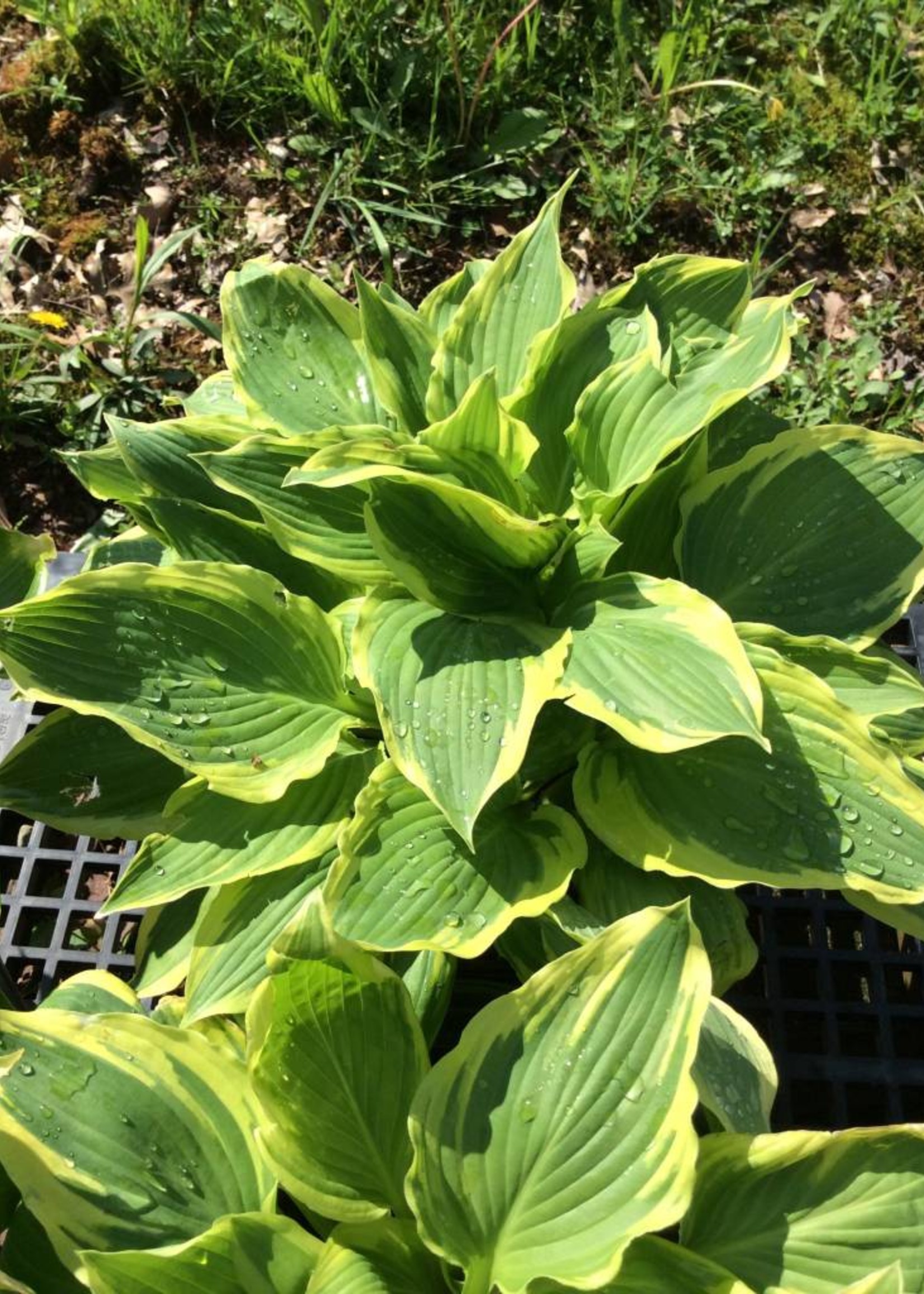 Hosta Lakeside Kaleidoscope Plantain Lily, Lakeside Kaleidoscope, #3